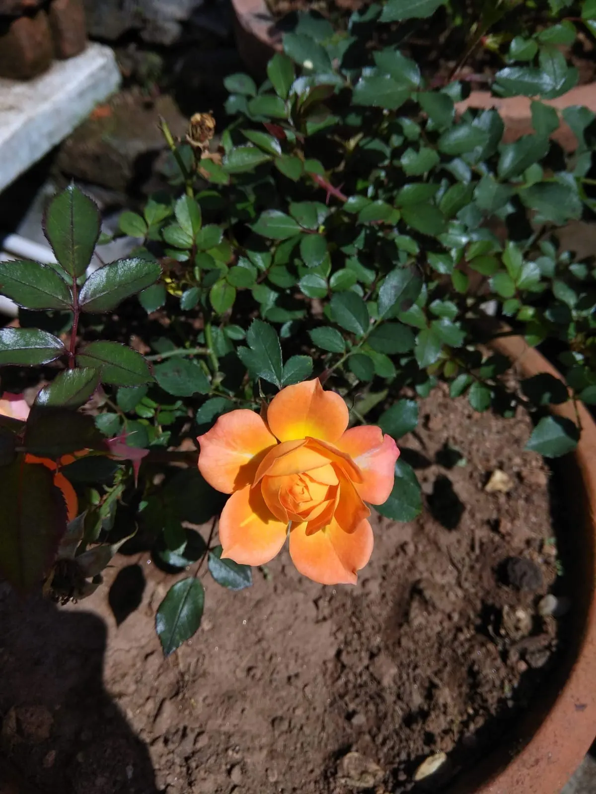 Sweet Orange (Citrus Sinensis) — These evergreen trees add a splash of vibrant color with their lush; mature trees can reach 20-30 feet in height, image 73