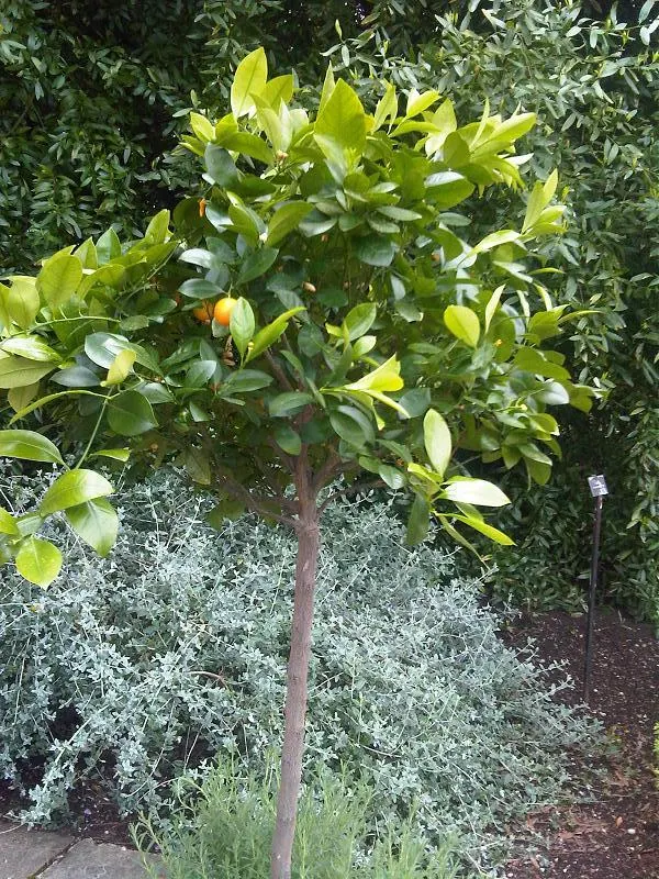 Sweet Orange (Citrus Sinensis) — focusing on removing dead or crossed branches to maintain plant health and aesthetic form; glossy leaves and the, image 56