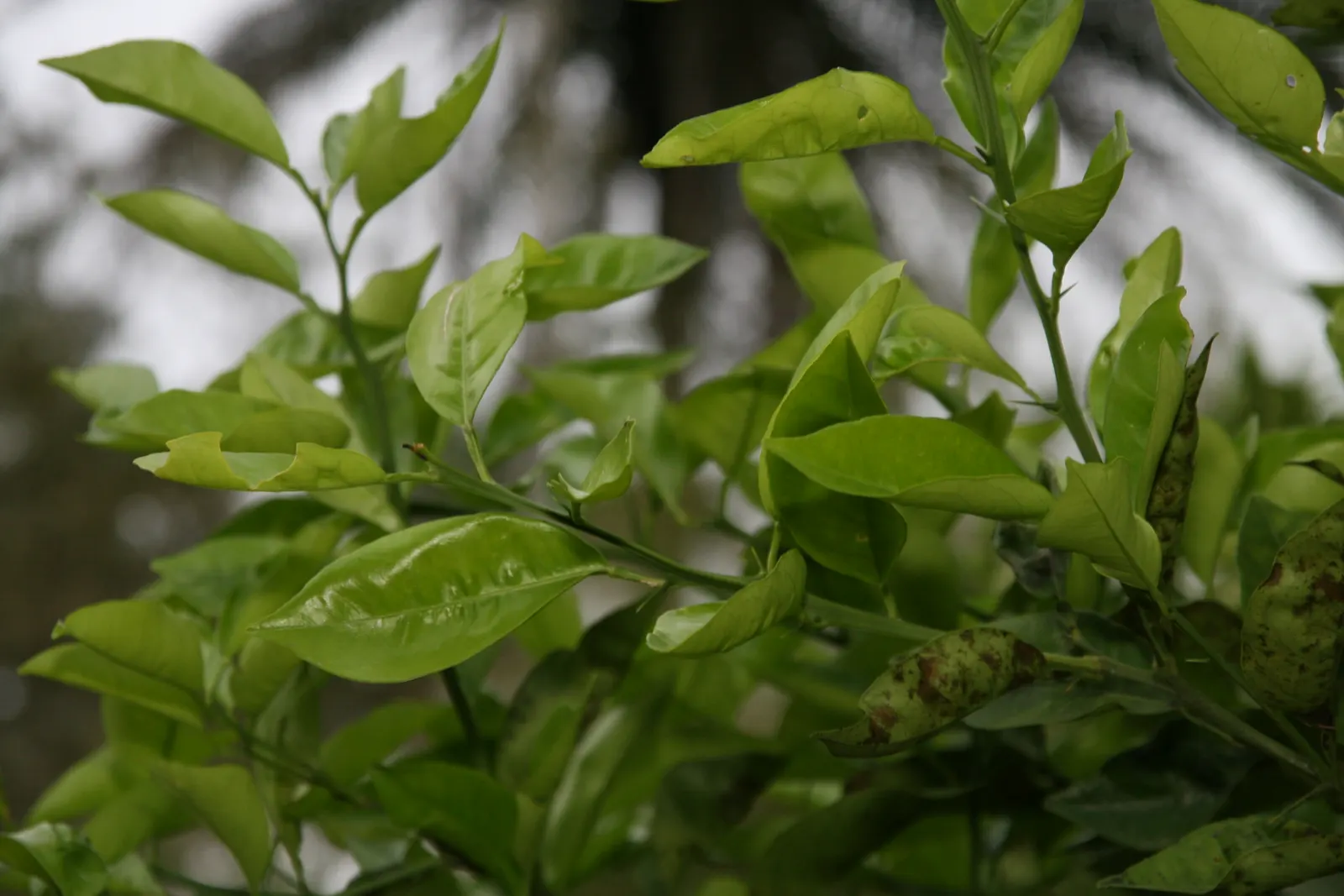 Sweet Orange (Citrus Sinensis) — commonly enjoyed for their sweet and tangy fruit; glossy leaves and the appealing contrast of their fragrant white, image 134