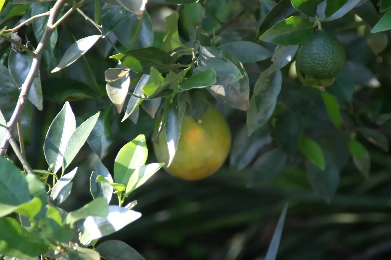 Sweet Orange (Citrus Sinensis) — Regular watering promotes juicy oranges, which are rich in vitamin C; glossy leaves and the appealing contrast of, image 89