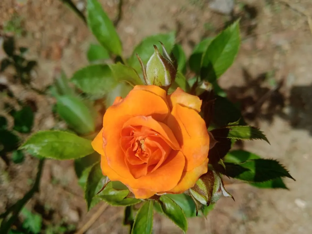 Sweet Orange (Citrus Sinensis) — are also a beautiful addition to any landscape design