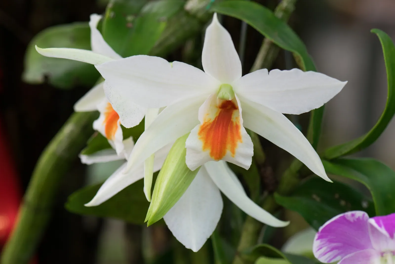 Sweet Orange (Citrus Sinensis) — dual-purpose addition to their environment, image 81
