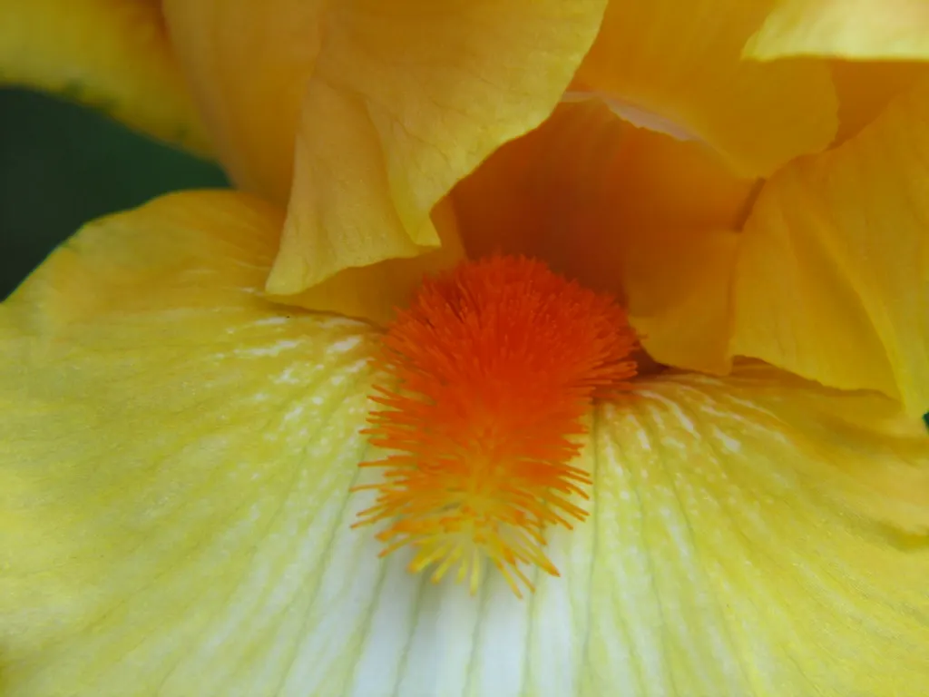 Sweet Orange (Citrus Sinensis) — is prized for its fragrant; glossy leaves and the appealing contrast of their fragrant white blossoms against the, image 149