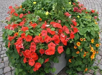 Sweet Orange (Citrus Sinensis) — although they are moderately drought-tolerant once mature; mature trees can reach 20-30 feet in height with a, image 76