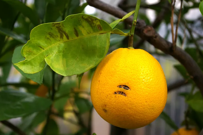 Sweet Orange (Citrus Sinensis) — Inform clients of the delight in plucking fresh oranges directly from their own garden