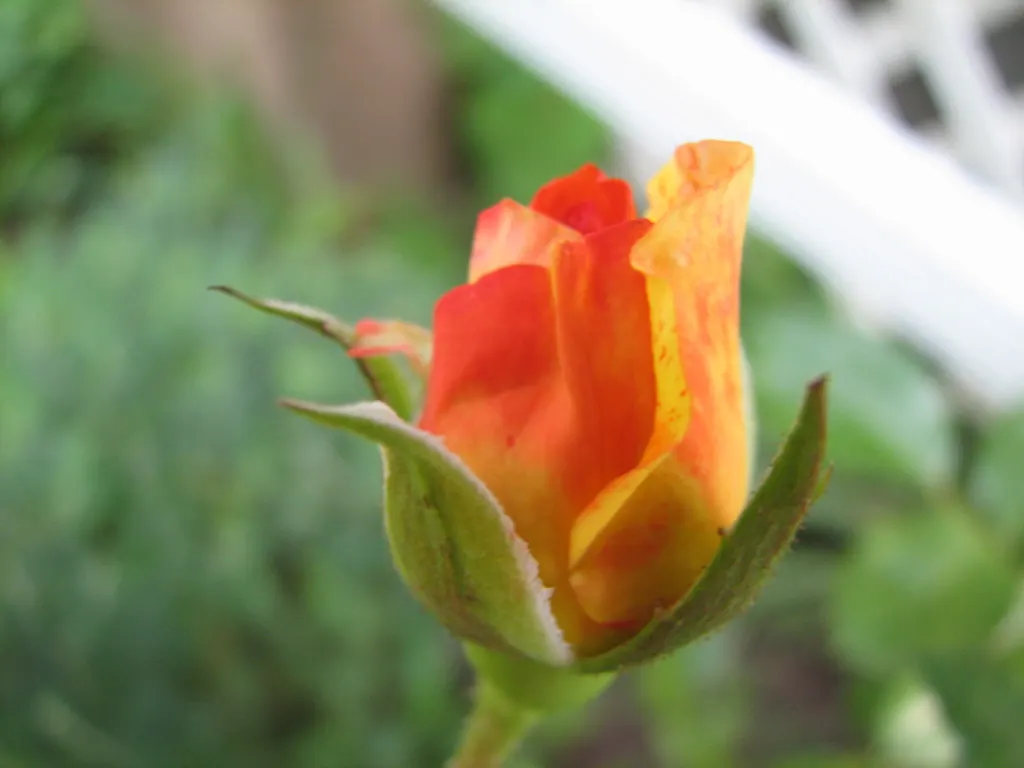 Sweet Orange (Citrus Sinensis) — dual-purpose addition to their environment, image 123