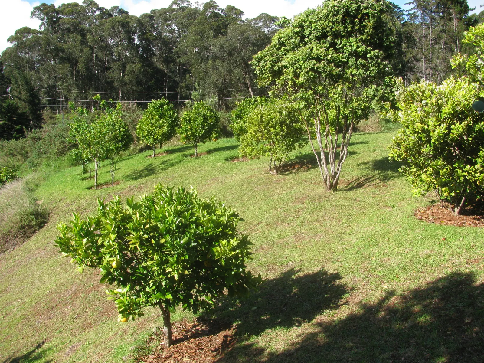 Sweet Orange (Citrus Sinensis) — commonly known as the Sweet Orange