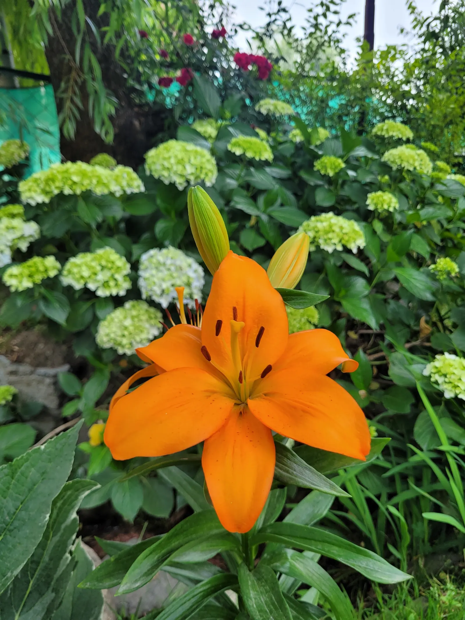 Sweet Orange (Citrus Sinensis) — Orange Cultivars (Citrus sinensis); mature trees can reach 20-30 feet in height with a spread of 15-20 feet, image 112