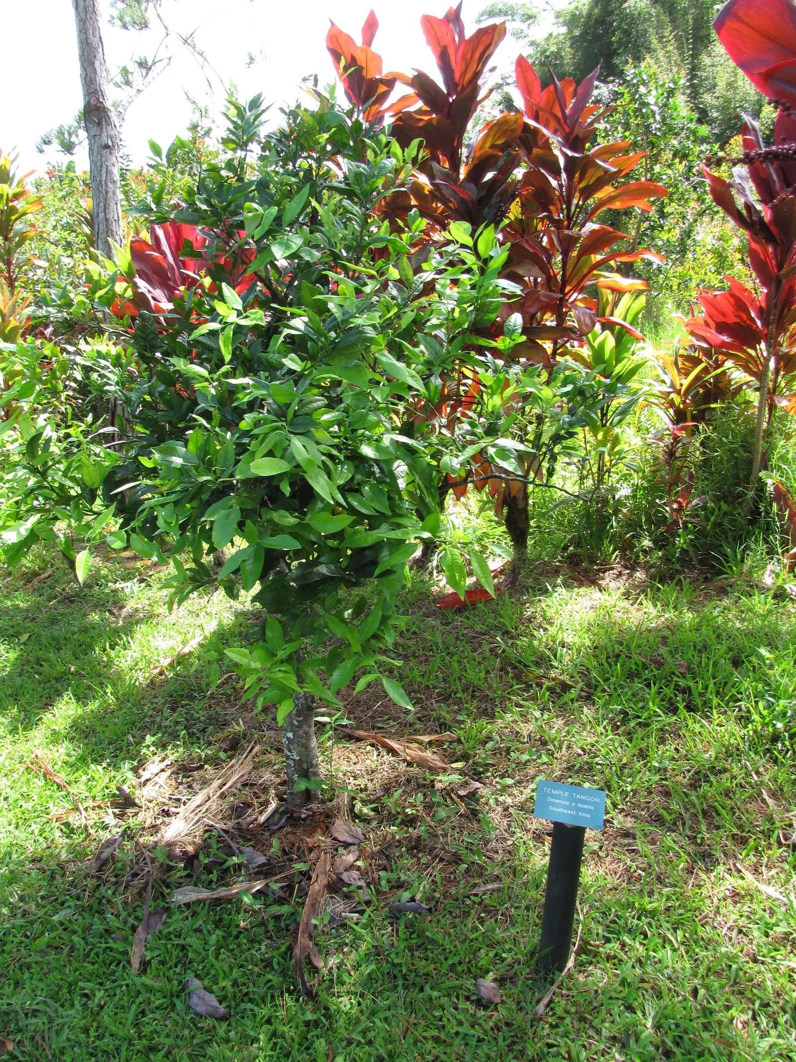 Sweet Orange (Citrus Sinensis) — Orange Cultivars (Citrus sinensis); mature trees can reach 20-30 feet in height with a spread of 15-20 feet