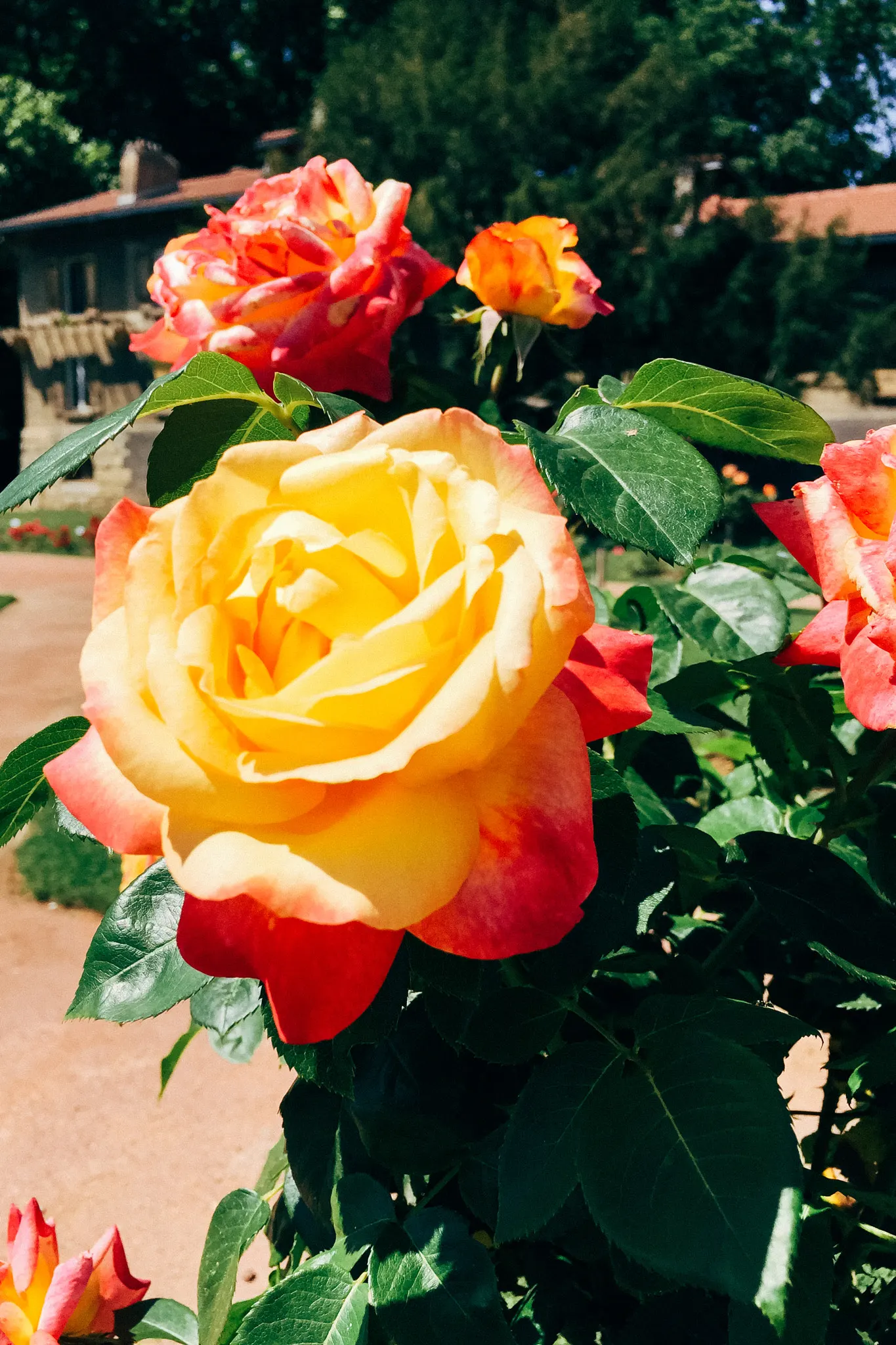 Sweet Orange (Citrus Sinensis) — although they are moderately drought-tolerant once mature; mature trees can reach 20-30 feet in height with a, image 55
