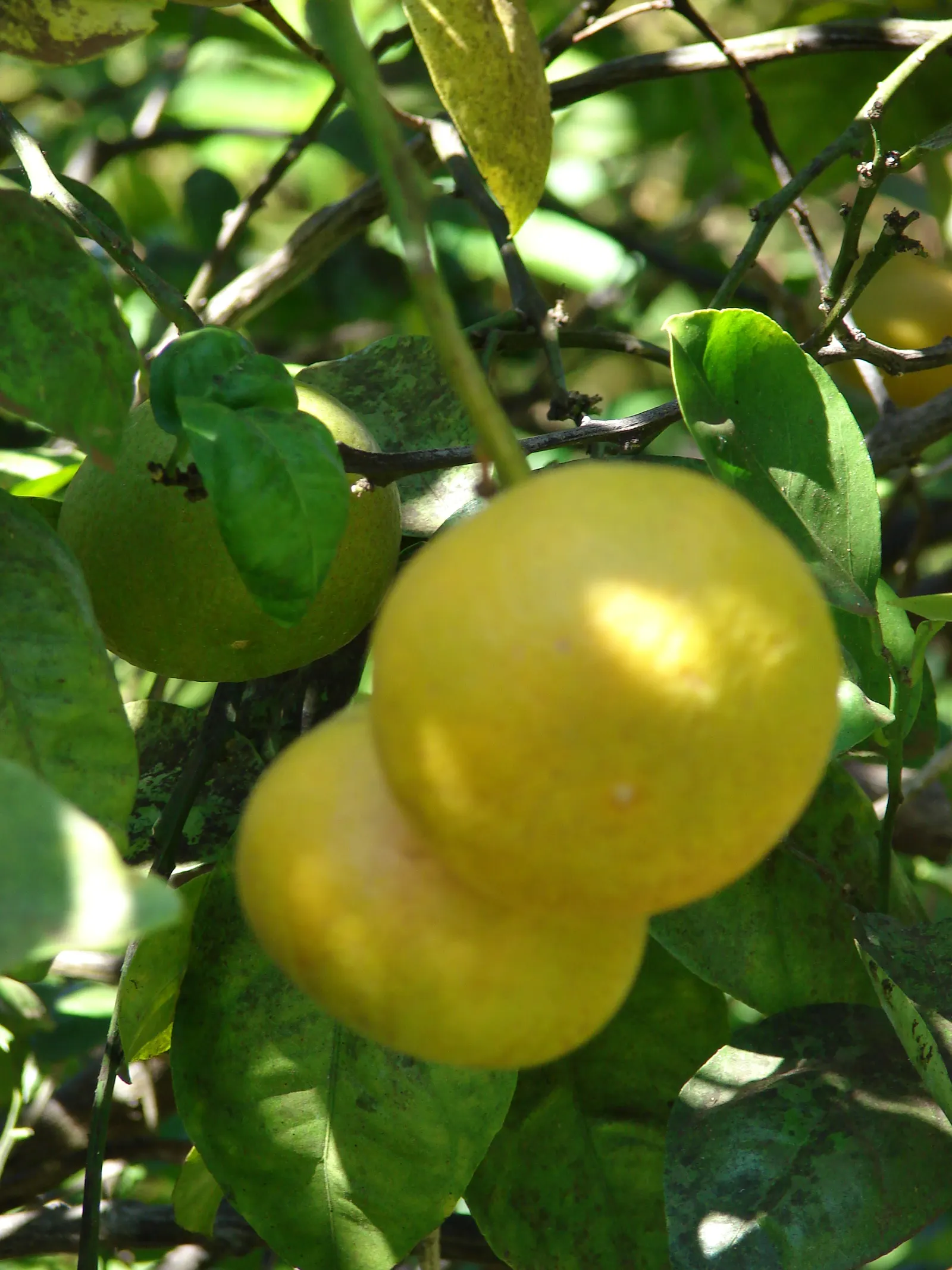 Sweet Orange (Citrus Sinensis) — focusing on removing dead or crossed branches to maintain plant health and aesthetic form; glossy leaves and the, image 119