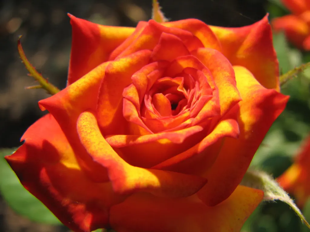 Sweet Orange (Citrus Sinensis) — This evergreen adds a lush, tropical feel and provides year-round interest; dual-purpose addition to their, image 132