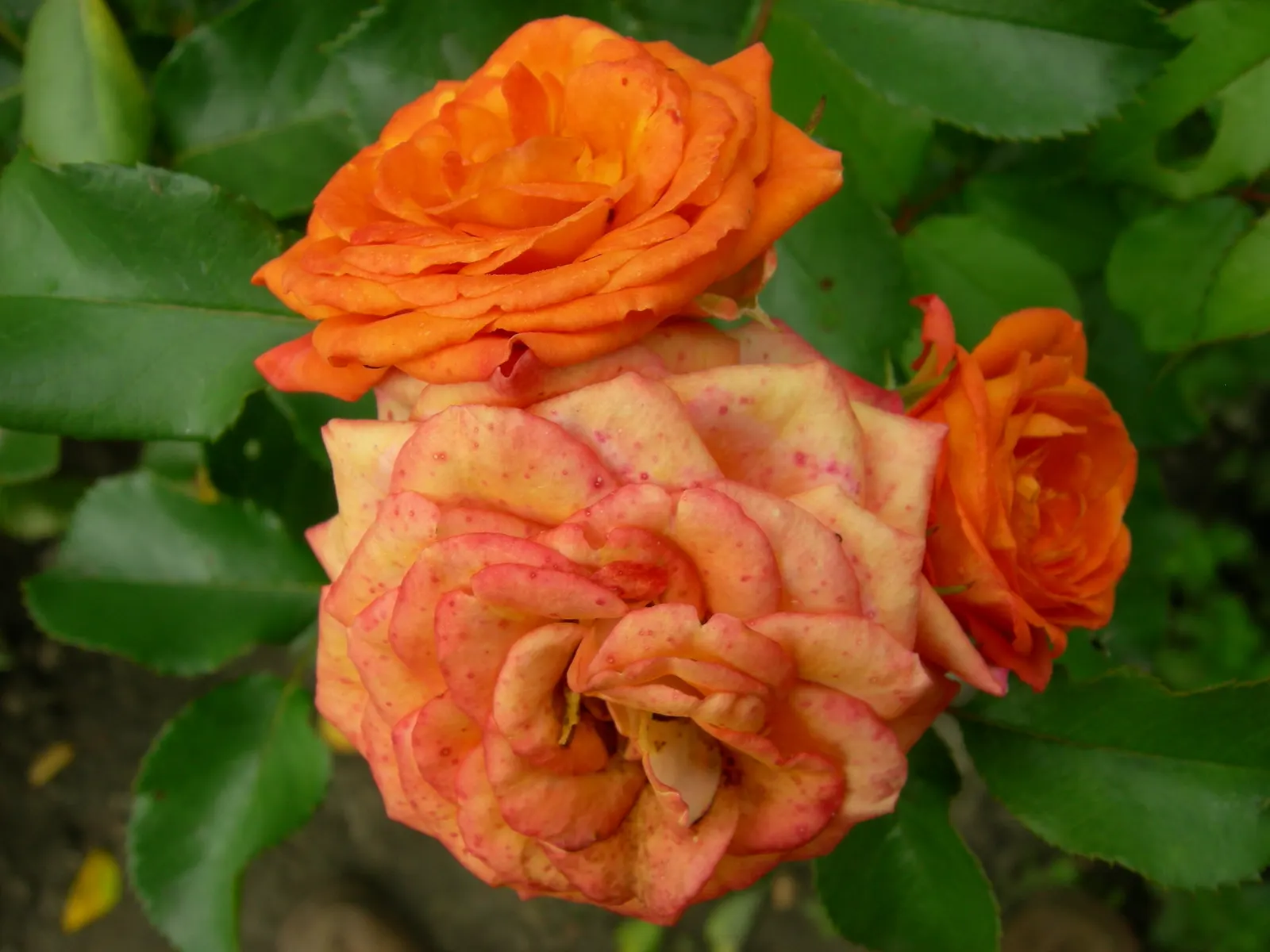 Sweet Orange (Citrus Sinensis) — It is essential for gardeners to monitor for common citrus pests such as aphids; dual-purpose addition to their, image 120