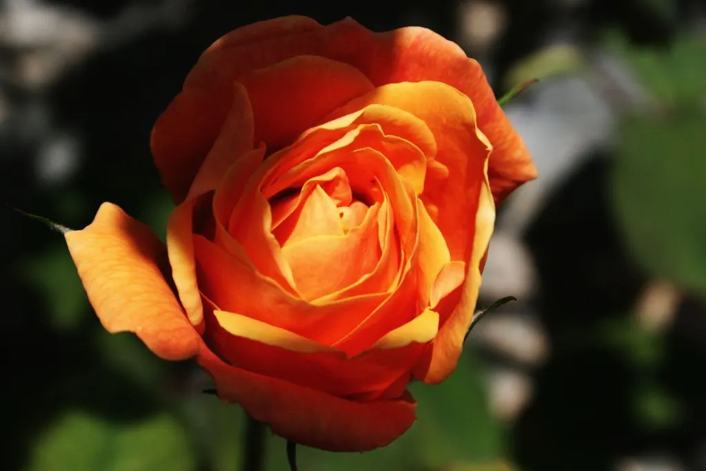 Sweet Orange (Citrus Sinensis) — Regular watering promotes juicy oranges, which are rich in vitamin C; glossy leaves and the appealing contrast of, image 131