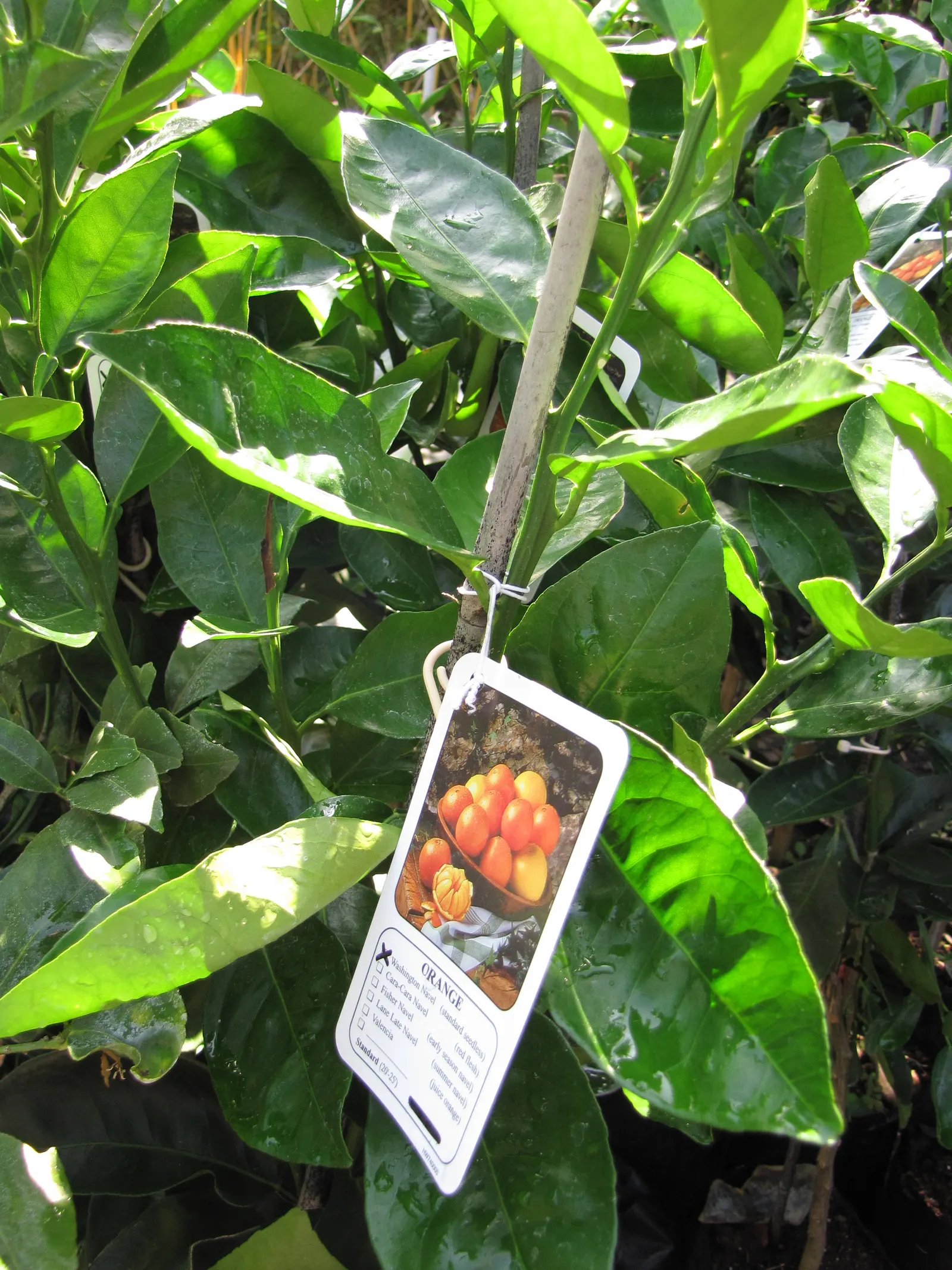 Sweet Orange (Citrus Sinensis) — Orange Cultivars (Citrus sinensis); mature trees can reach 20-30 feet in height with a spread of 15-20 feet, image 70