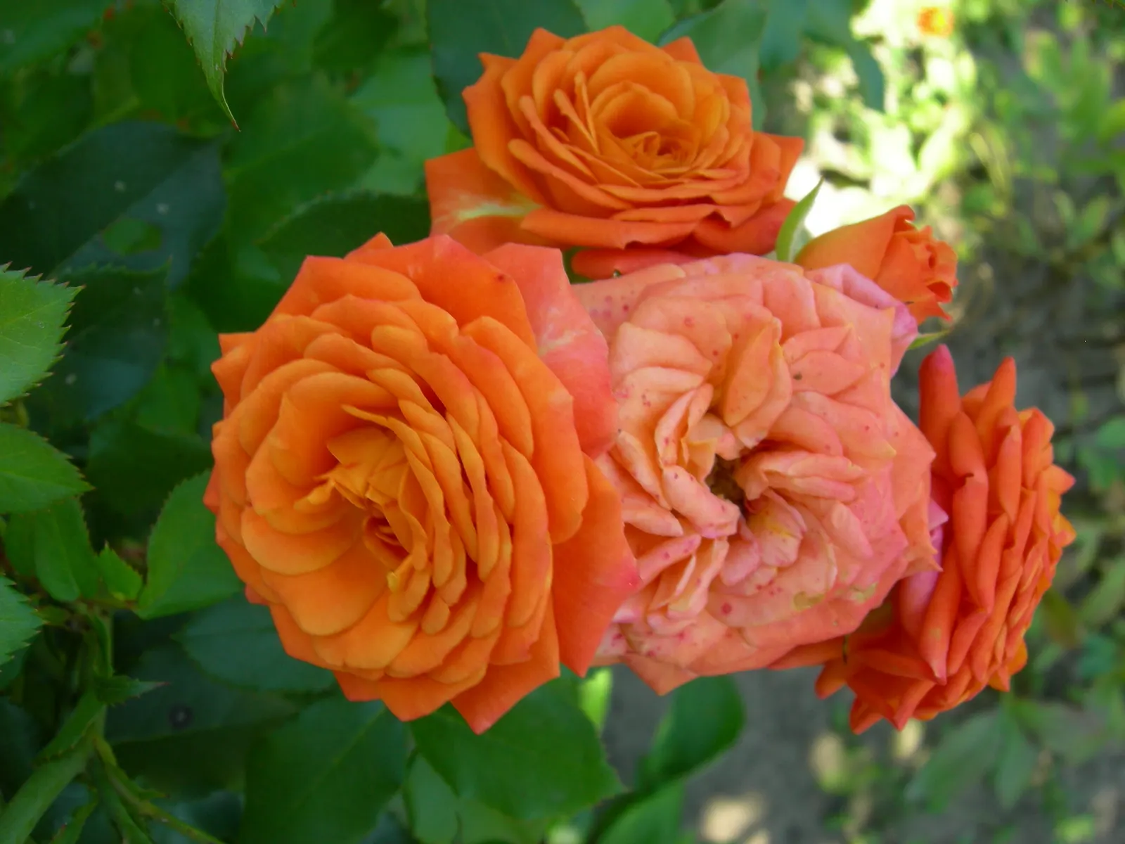 Sweet Orange (Citrus Sinensis) — dual-purpose addition to their environment, image 144