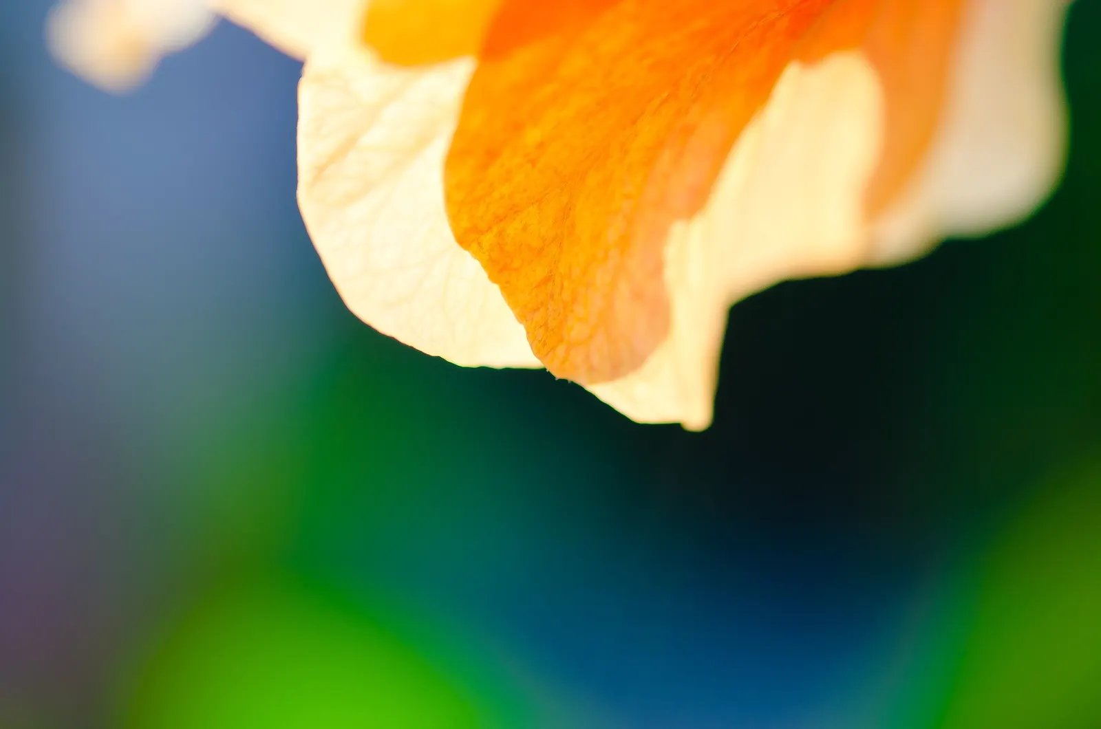 Sweet Orange (Citrus Sinensis) — tree for full or half; dual-purpose addition to their environment