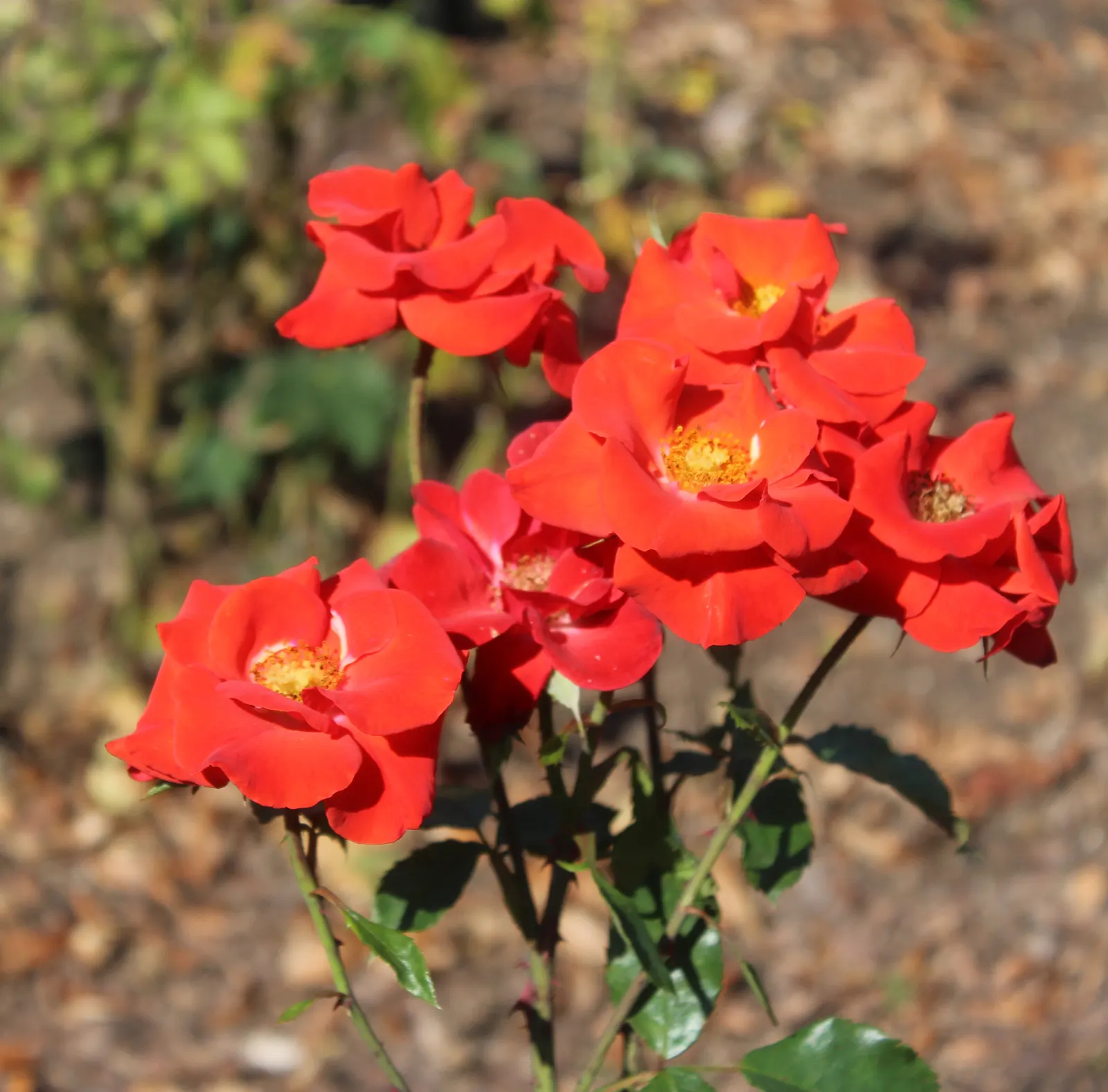 Sweet Orange (Citrus Sinensis) — Thriving in USDA zones 9-11, it requires full sun and well-draining soil; dual-purpose addition to their, image 87