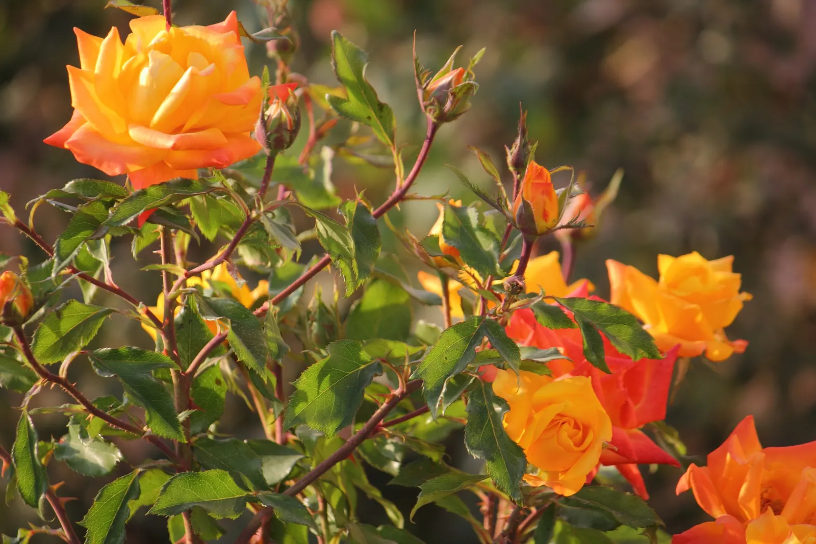 Sweet Orange (Citrus Sinensis) — although they are moderately drought-tolerant once mature