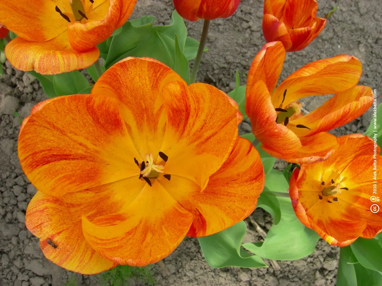 Sweet Orange (Citrus Sinensis) — glossy leaves and the appealing contrast of their fragrant white blossoms against the dark green foliage, image 116