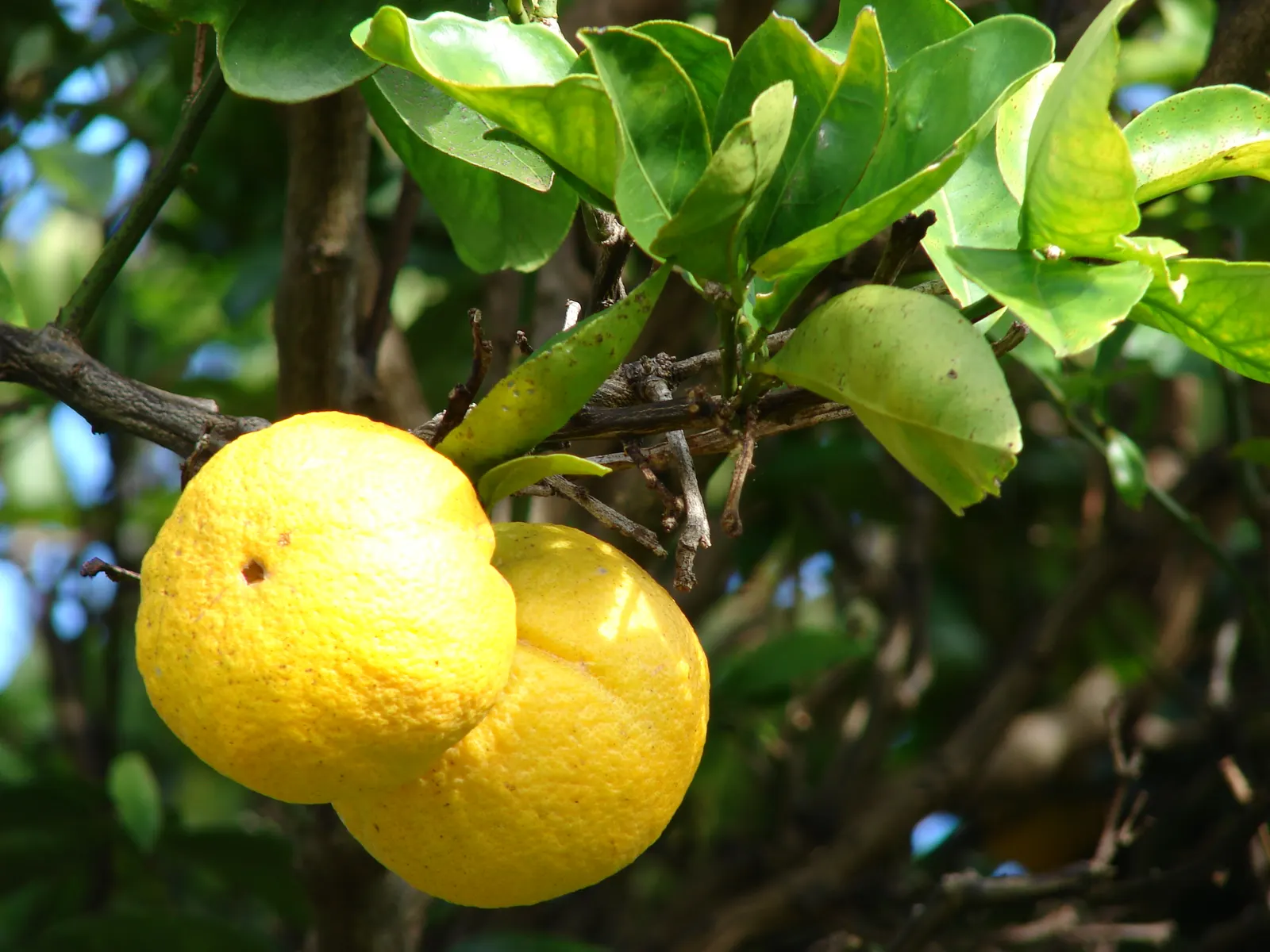 Sweet Orange (Citrus Sinensis) — Orange Cultivars (Citrus sinensis); mature trees can reach 20-30 feet in height with a spread of 15-20 feet, image 91