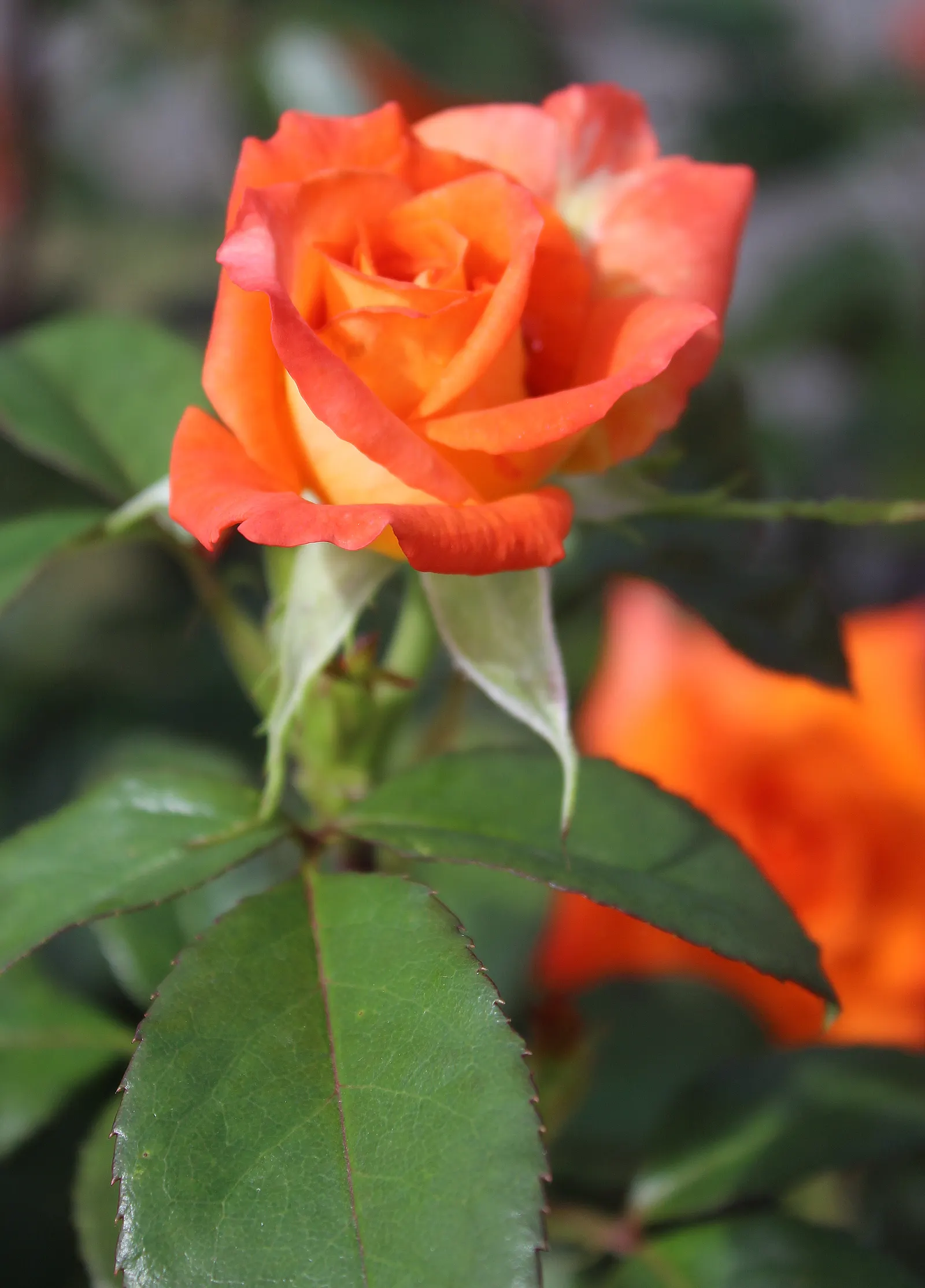 Sweet Orange (Citrus Sinensis) — Regular watering promotes juicy oranges, which are rich in vitamin C; glossy leaves and the appealing contrast of, image 47