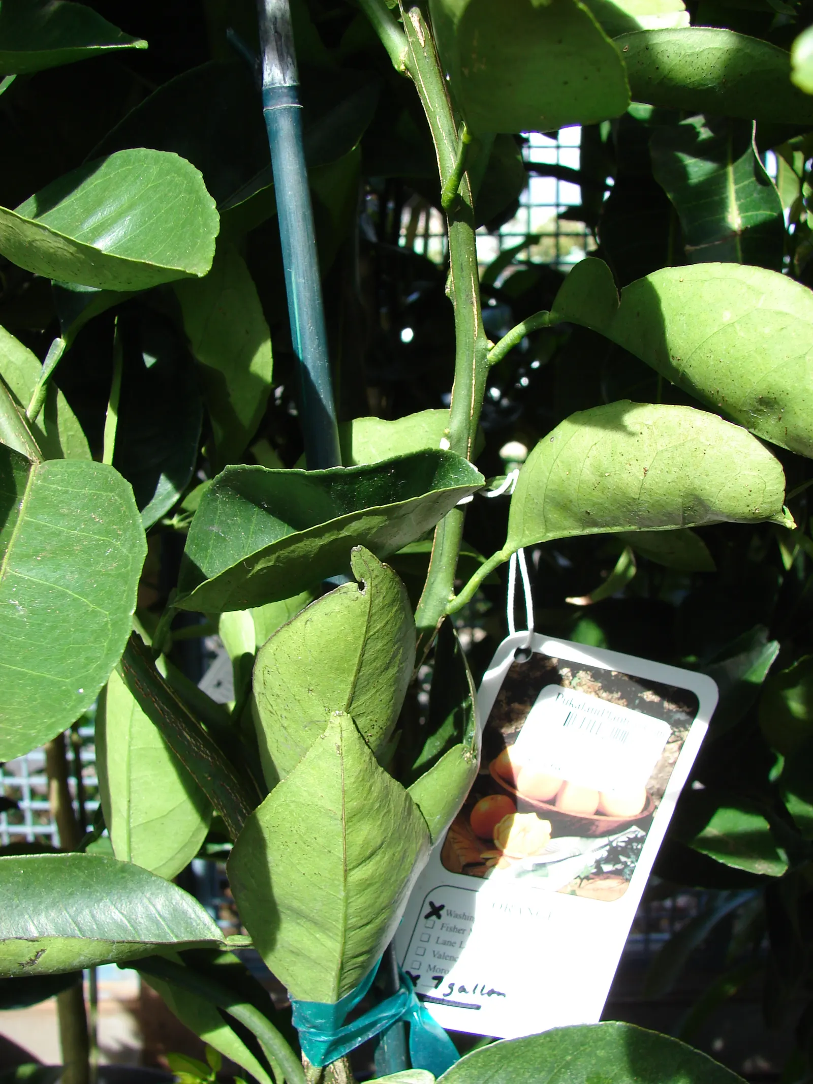 Sweet Orange (Citrus Sinensis) — tree with white blooms; glossy leaves and the appealing contrast of their fragrant white blossoms against the dark, image 167