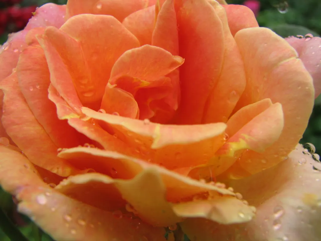 Sweet Orange (Citrus Sinensis) — commonly enjoyed for their sweet and tangy fruit; glossy leaves and the appealing contrast of their fragrant white, image 50