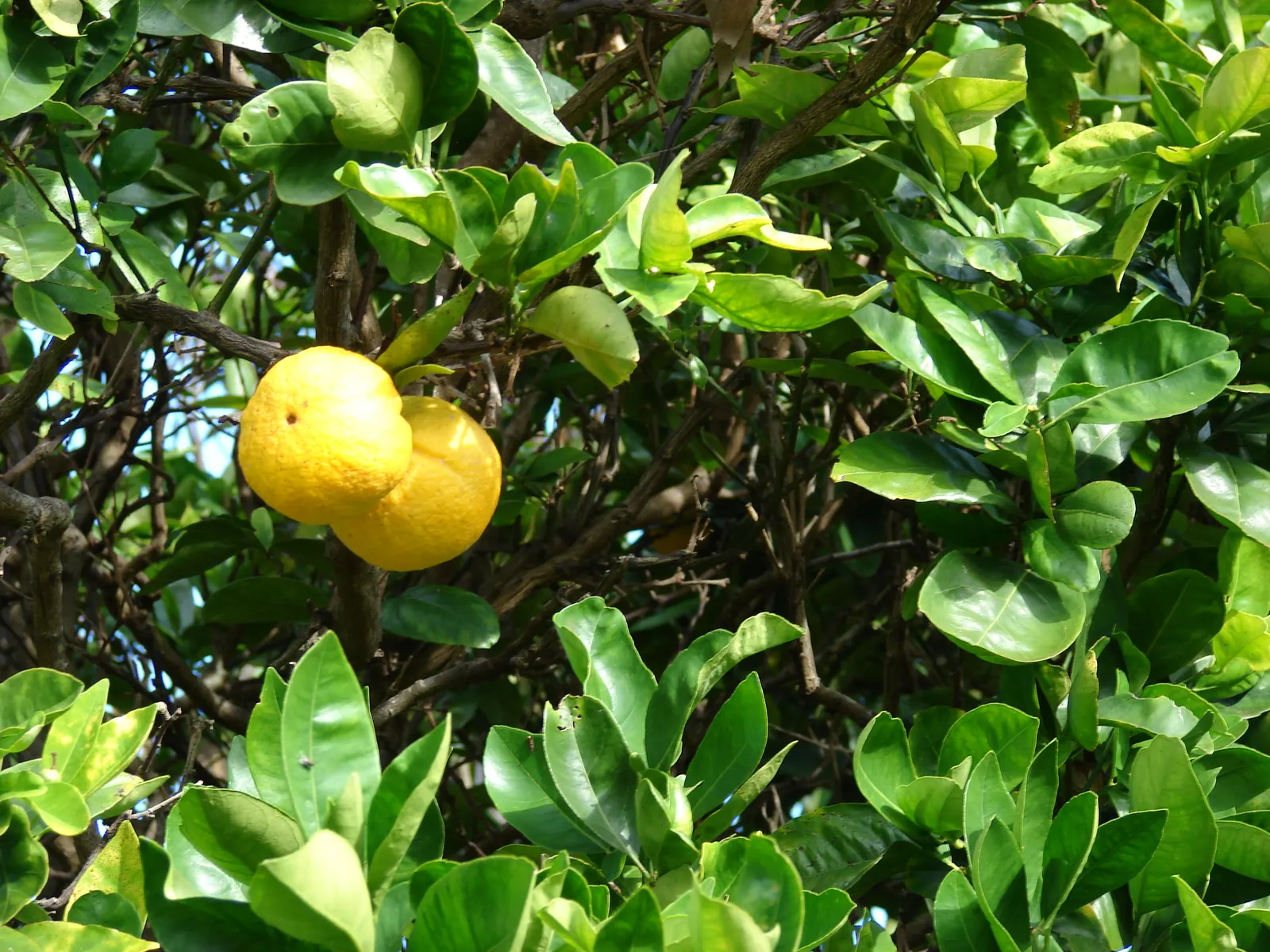 Sweet Orange (Citrus Sinensis) — Regular watering promotes juicy oranges, which are rich in vitamin C; glossy leaves and the appealing contrast of, image 110