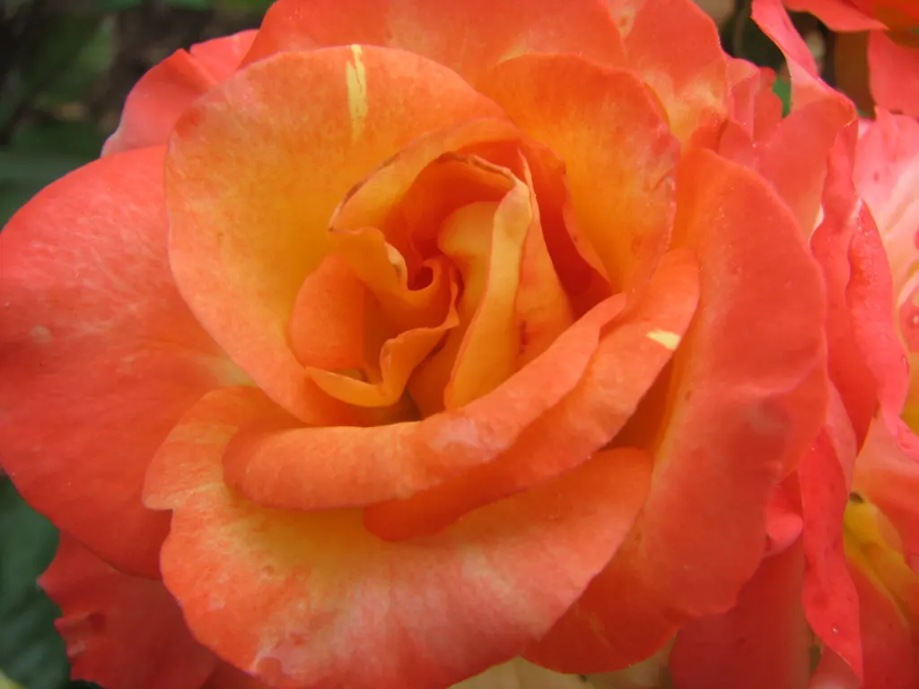 Sweet Orange (Citrus Sinensis) — Regular watering promotes juicy oranges, which are rich in vitamin C; glossy leaves and the appealing contrast of, image 68
