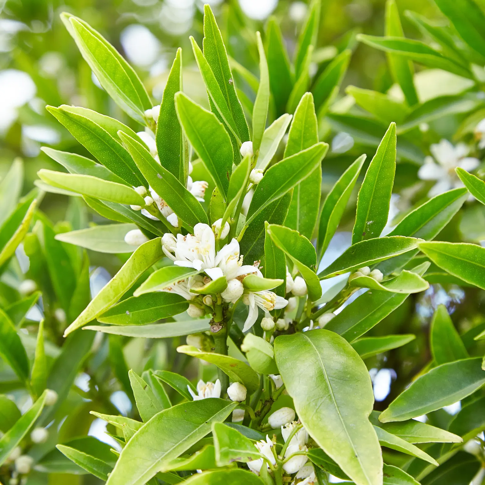 Sweet Orange (Citrus Sinensis) — commonly known as the Sweet Orange; mature trees can reach 20-30 feet in height with a spread of 15-20 feet, image 148