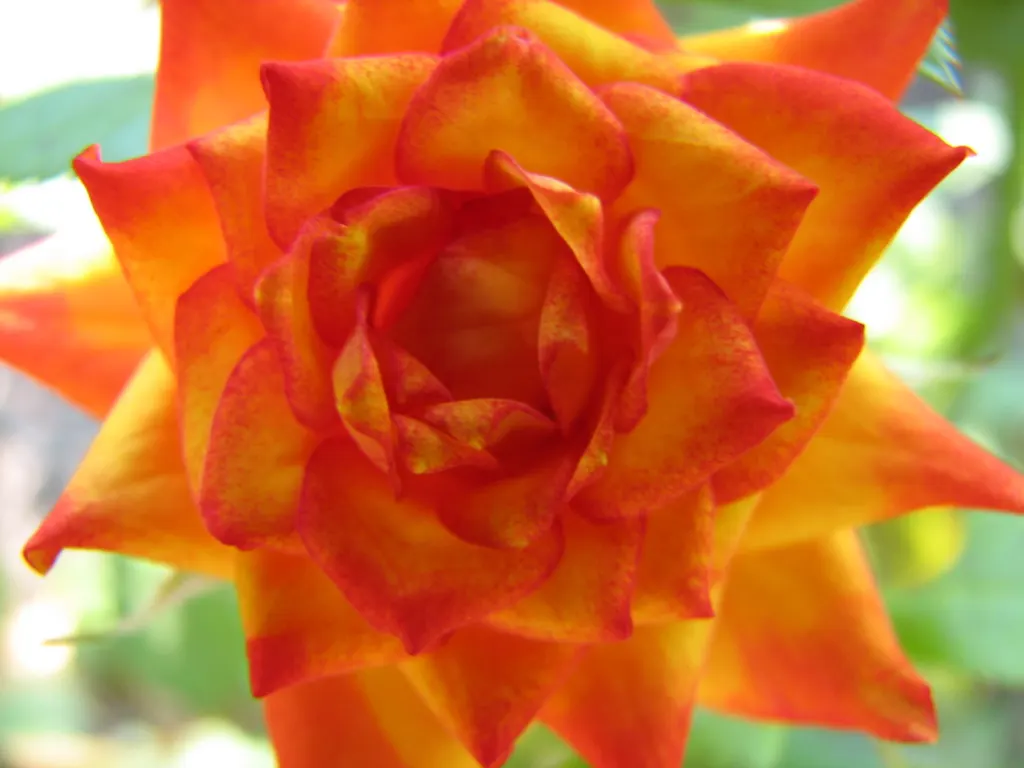 Sweet Orange (Citrus Sinensis) — Inform clients of the delight in plucking fresh oranges directly from their own garden; glossy leaves and the, image 143
