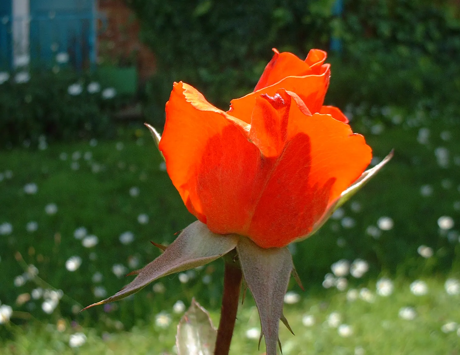 Sweet Orange (Citrus Sinensis) — glossy leaves and the appealing contrast of their fragrant white blossoms against the dark green foliage, image 74