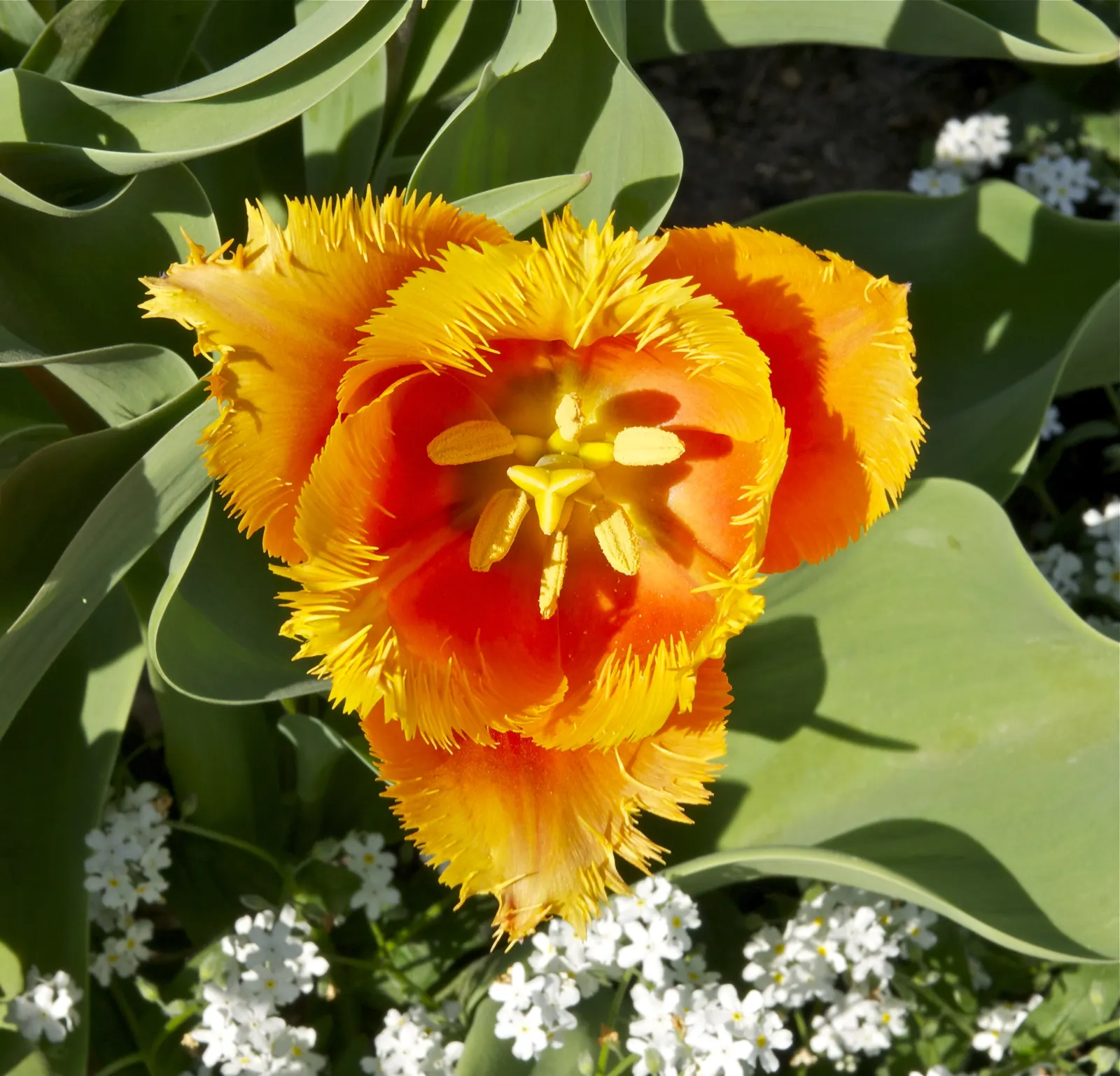 Sweet Orange (Citrus Sinensis) — Thriving in USDA zones 9-11, it requires full sun and well-draining soil; dual-purpose addition to their, image 150