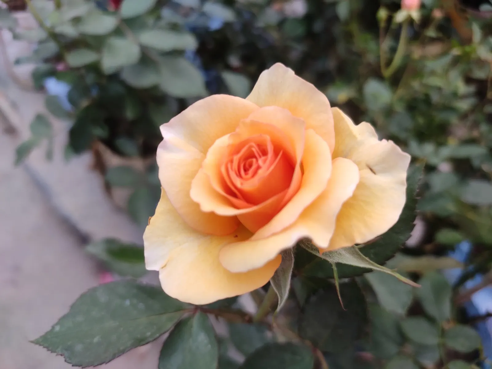 Sweet Orange (Citrus Sinensis) — The trees are hardy in USDA zones 9 through 11 and require consistent watering to establish deep root systems, image 159