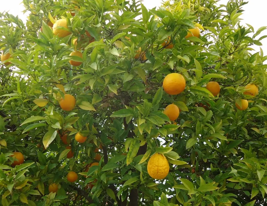 Sweet Orange (Citrus Sinensis) — commonly known as the Sweet Orange; mature trees can reach 20-30 feet in height with a spread of 15-20 feet