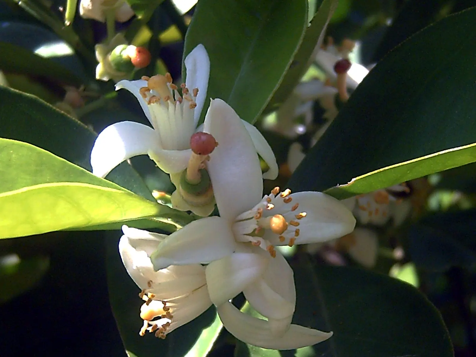 Sweet Orange (Citrus Sinensis) — It is essential for gardeners to monitor for common citrus pests such as aphids; dual-purpose addition to their environment