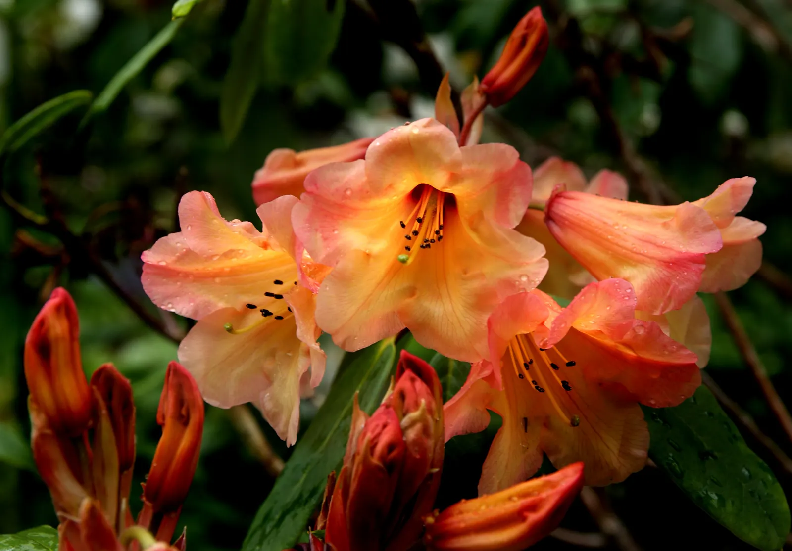 Sweet Orange (Citrus Sinensis) — dual-purpose addition to their environment, image 60