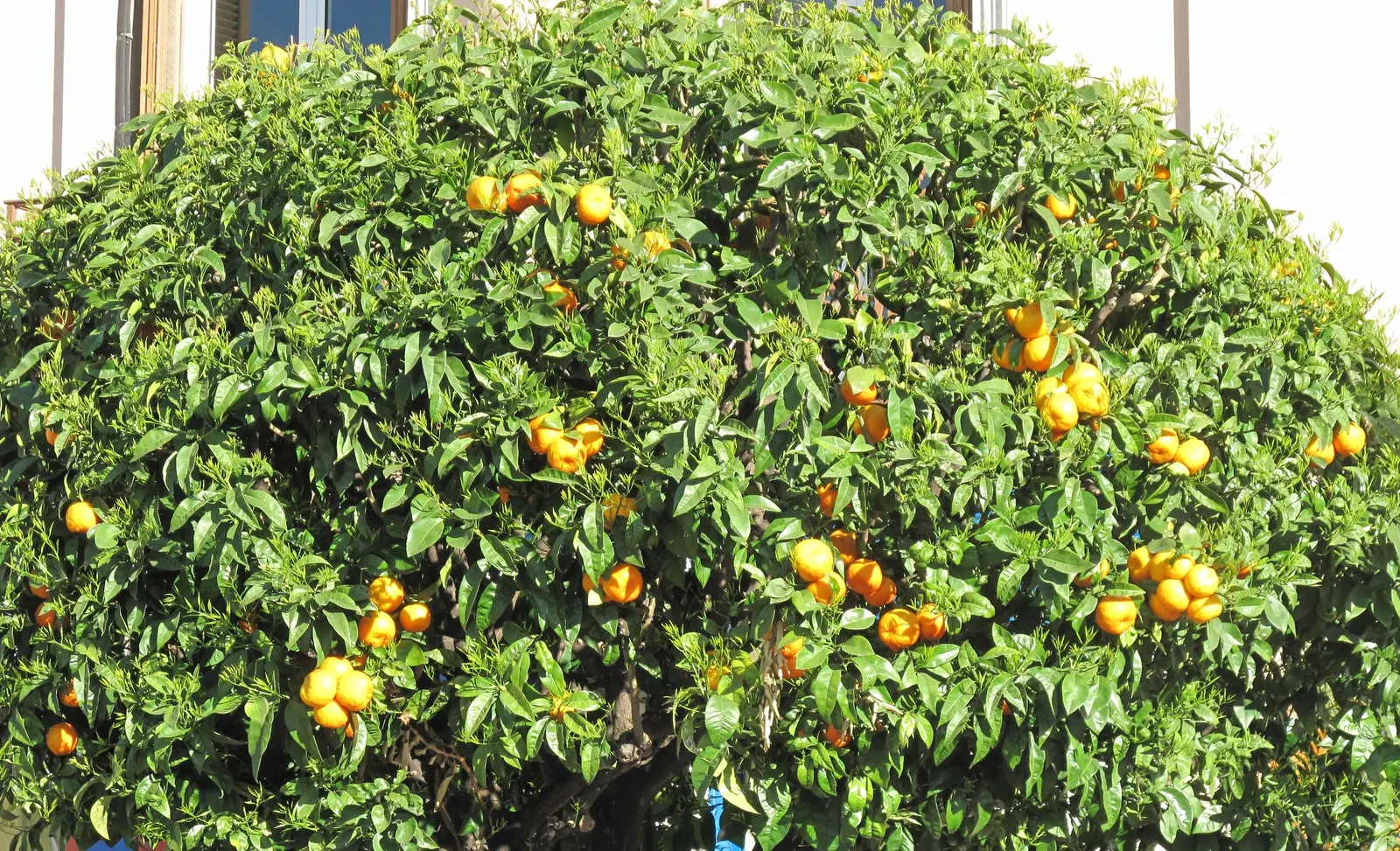 Sweet Orange (Citrus Sinensis) — is prized for its fragrant