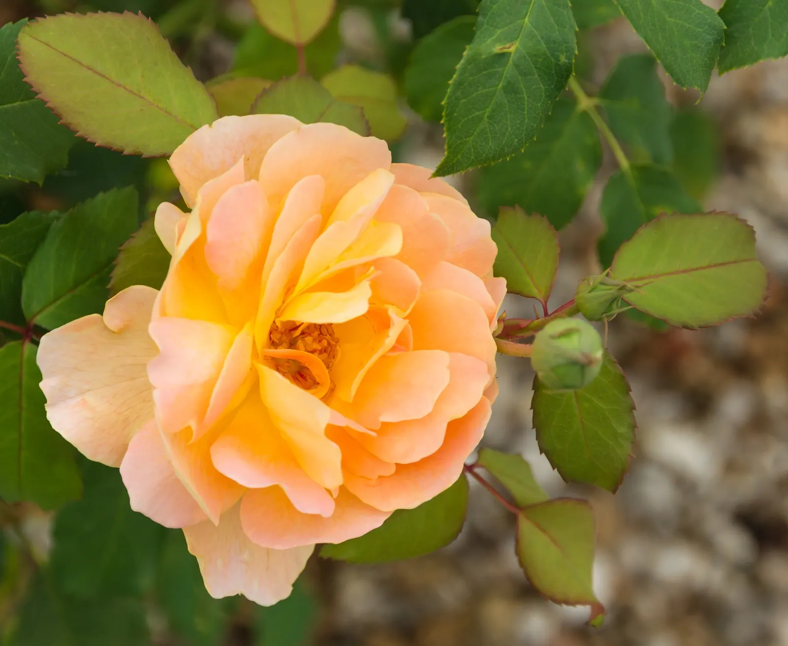 Sweet Orange (Citrus Sinensis) — glossy leaves and the appealing contrast of their fragrant white blossoms against the dark green foliage, image 32