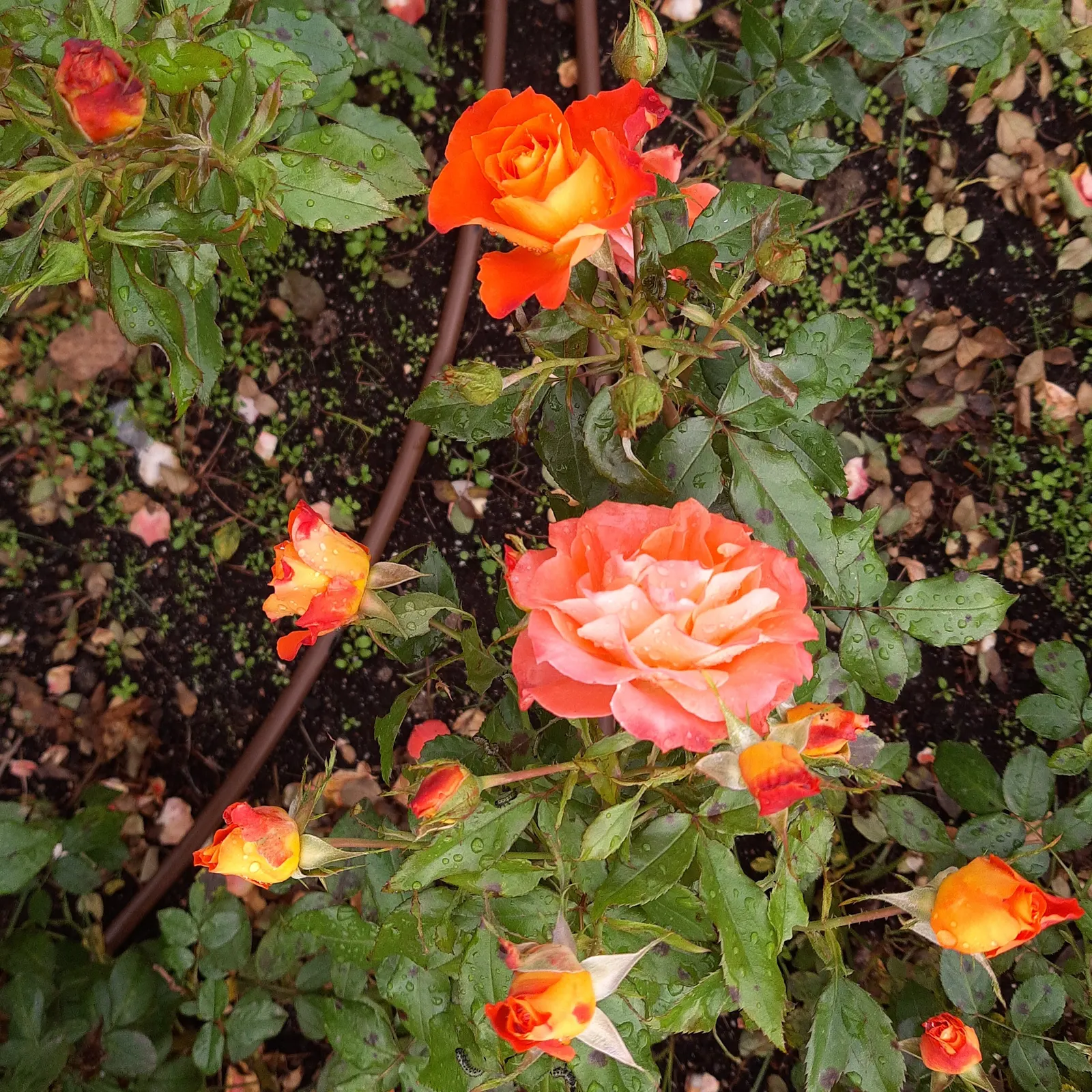 Sweet Orange (Citrus Sinensis) — Mature trees can reach 20-30 feet in height with a spread of 15-20 feet, image 151
