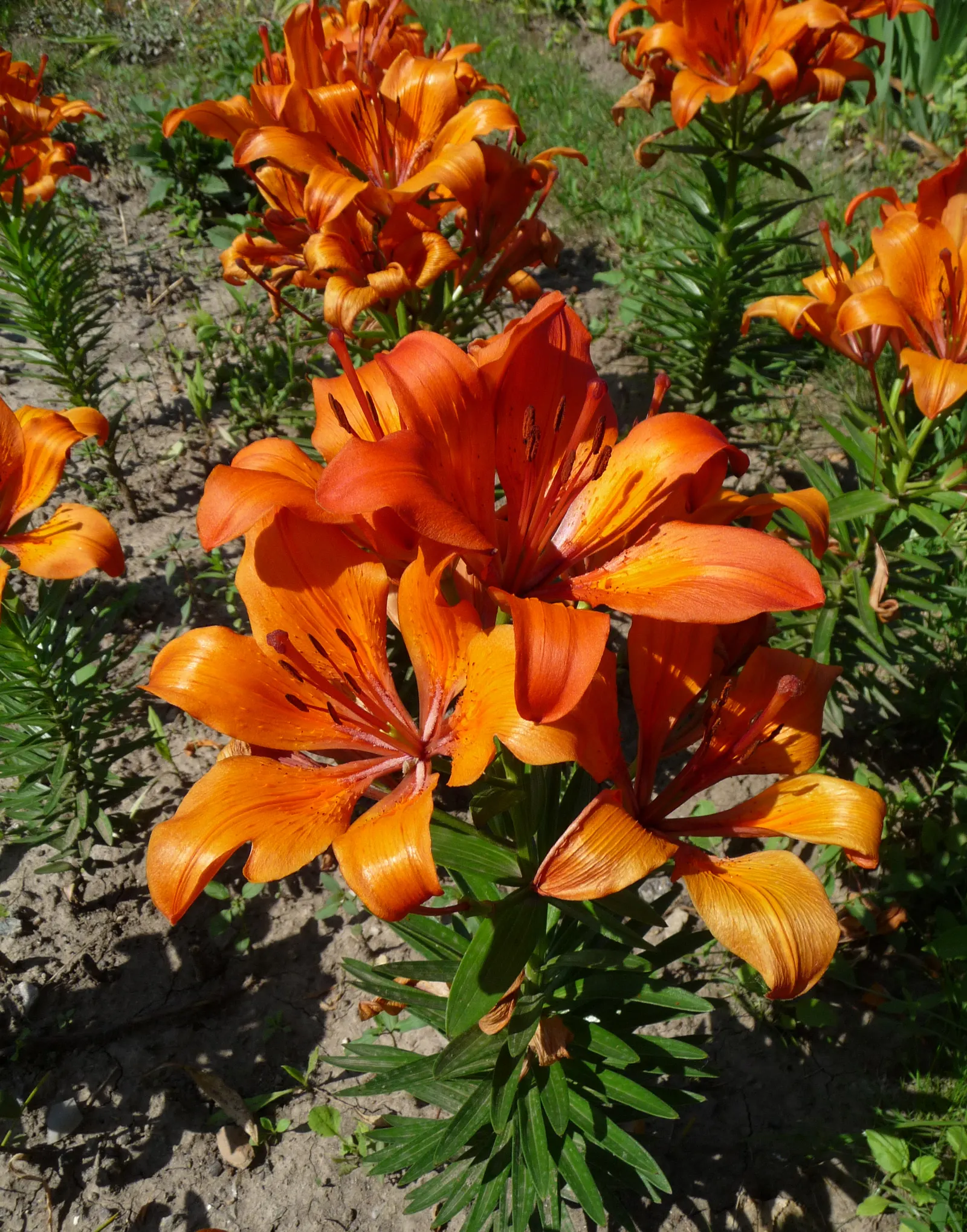 Sweet Orange (Citrus Sinensis) — tree for full or half; dual-purpose addition to their environment, image 126
