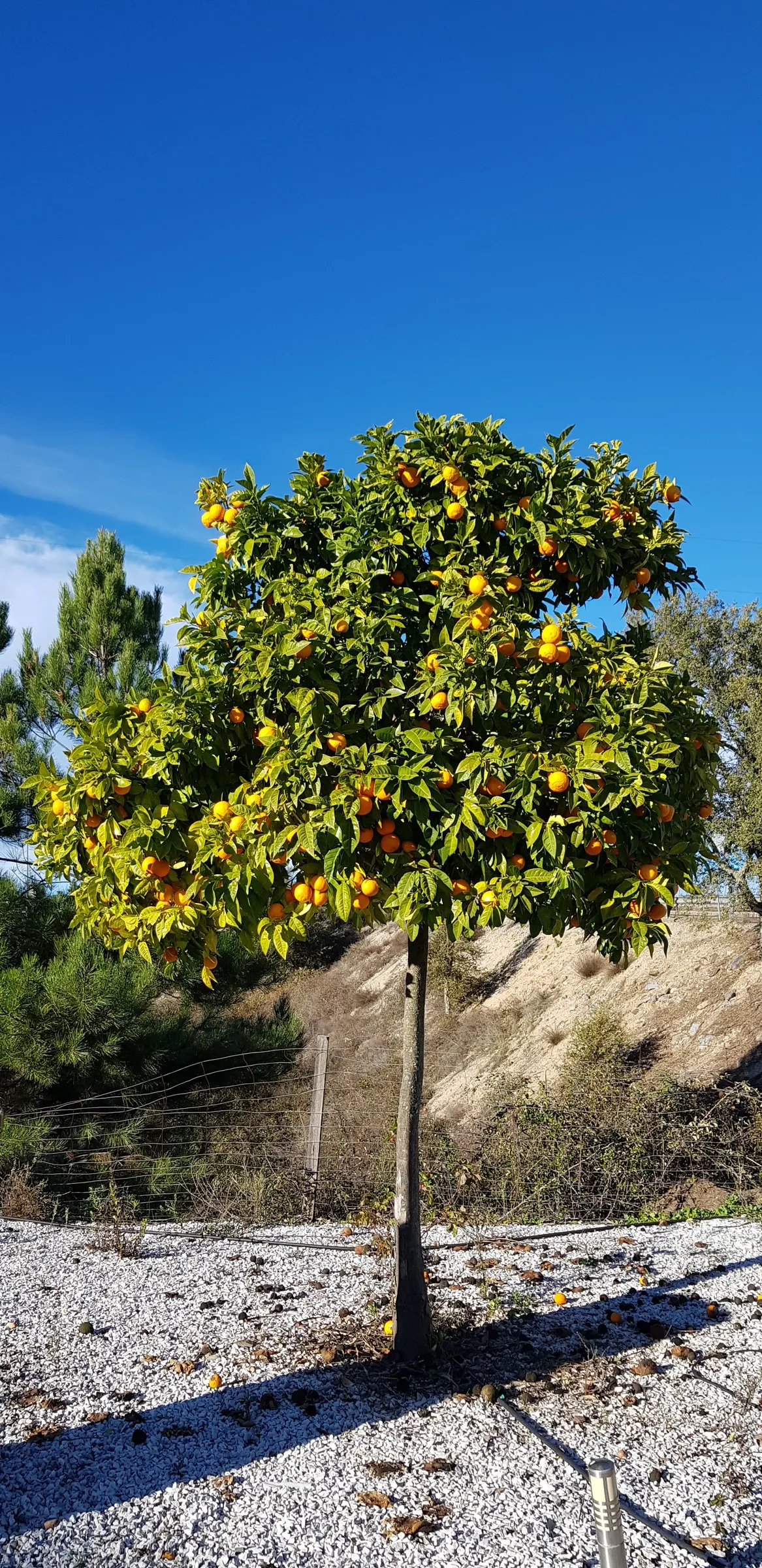 Sweet Orange (Citrus Sinensis) — and the Asian citrus psyllid; mature trees can reach 20-30 feet in height with a spread of 15-20 feet, image 163