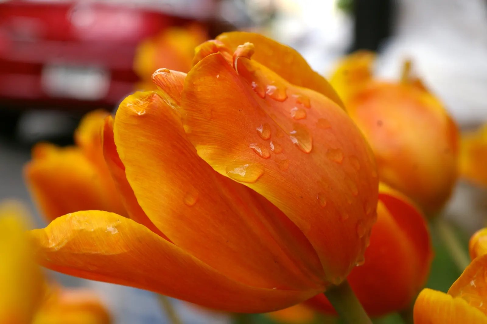 Sweet Orange (Citrus Sinensis) — This evergreen adds a lush, tropical feel and provides year-round interest; dual-purpose addition to their, image 69