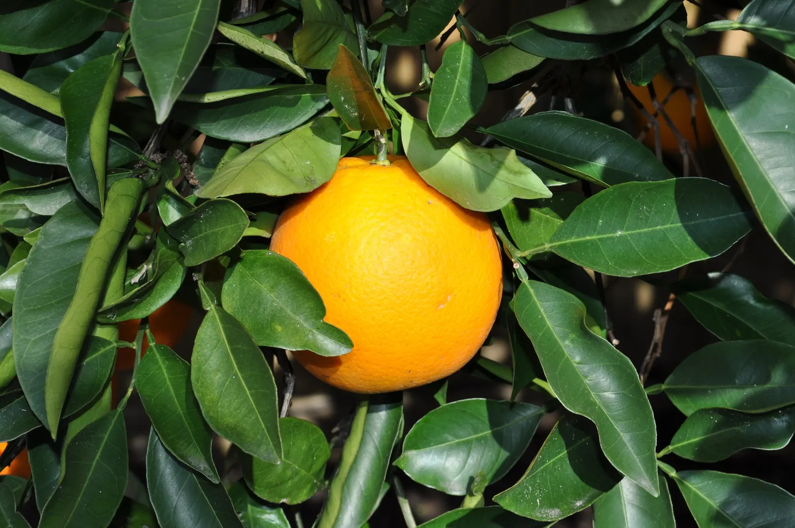 Sweet Orange (Citrus Sinensis) — commonly known as the Sweet Orange; mature trees can reach 20-30 feet in height with a spread of 15-20 feet, image 85