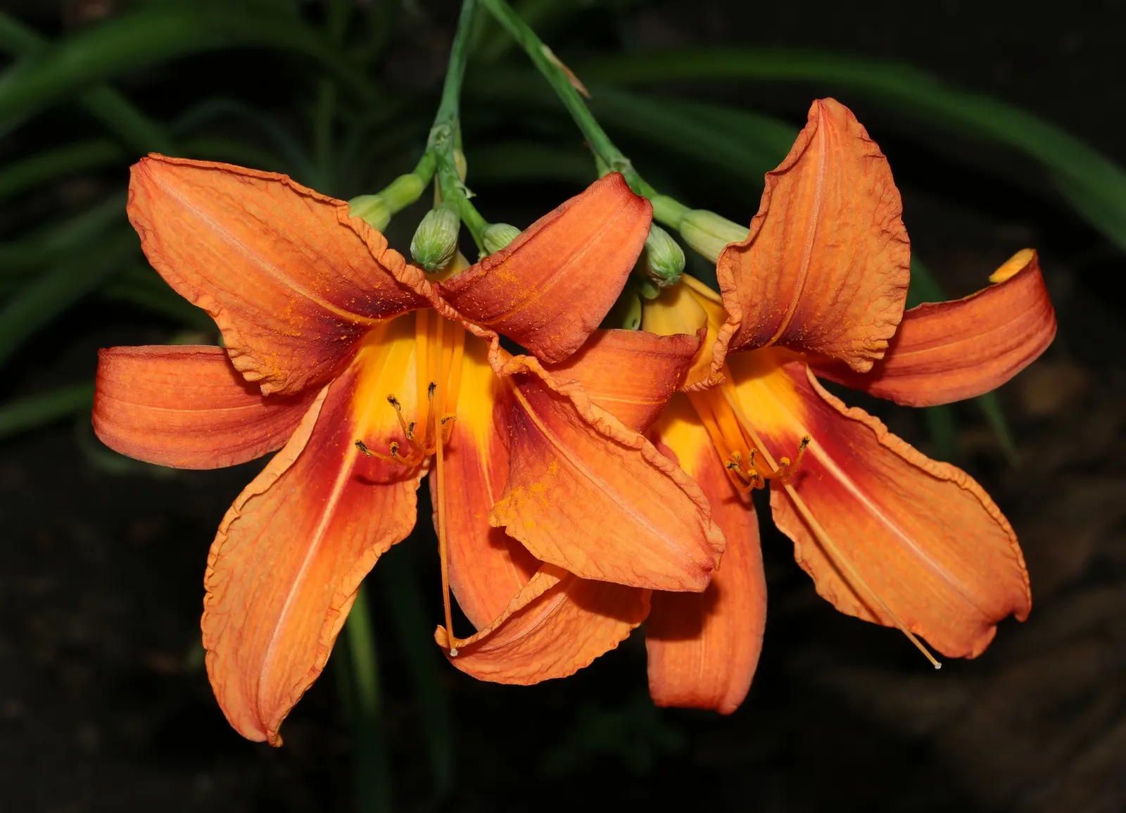 Sweet Orange (Citrus Sinensis) — dual-purpose addition to their environment, image 39