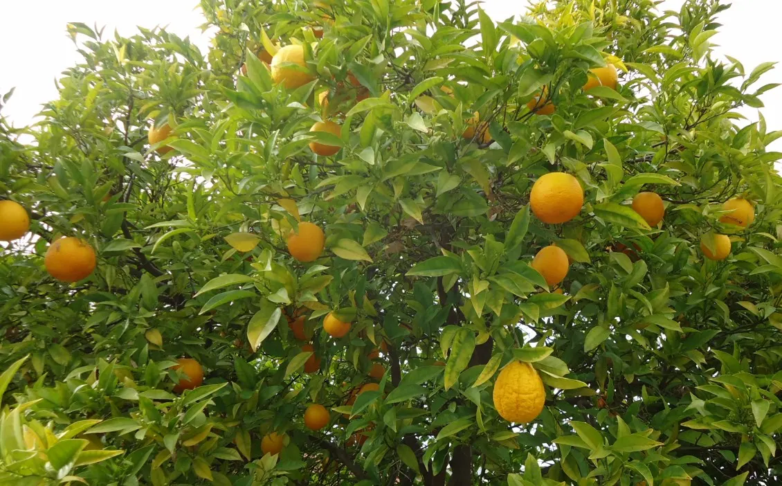 Sweet Orange (Citrus Sinensis) — is prized for its fragrant; glossy leaves and the appealing contrast of their fragrant white blossoms against the, image 65