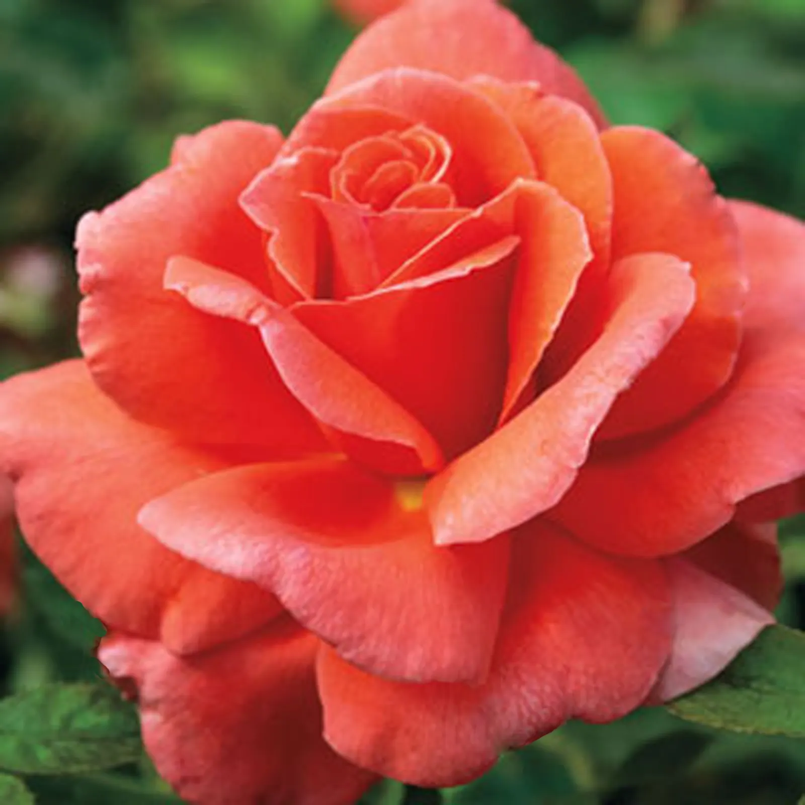 Sweet Orange (Citrus Sinensis) — although they are moderately drought-tolerant once mature; mature trees can reach 20-30 feet in height with a, image 160