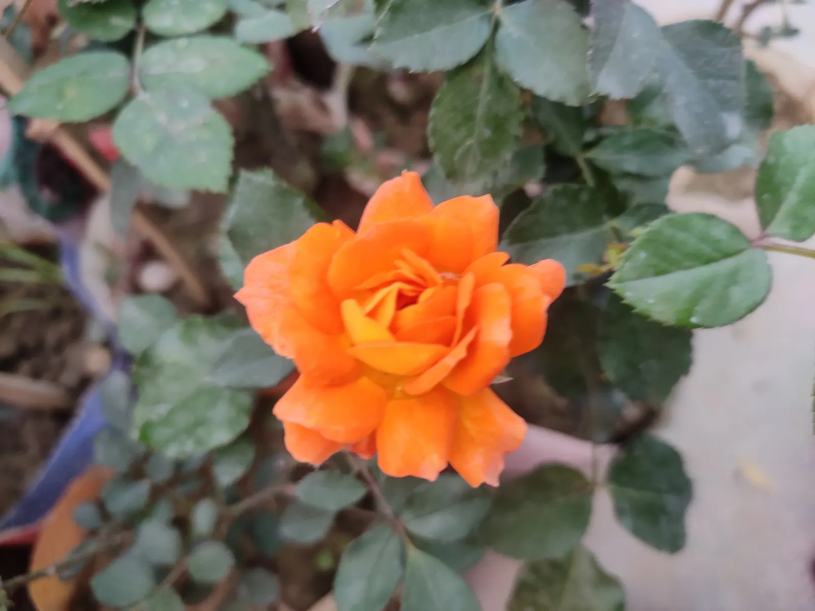 Sweet Orange (Citrus Sinensis) — Regular watering promotes juicy oranges, which are rich in vitamin C; glossy leaves and the appealing contrast of, image 152