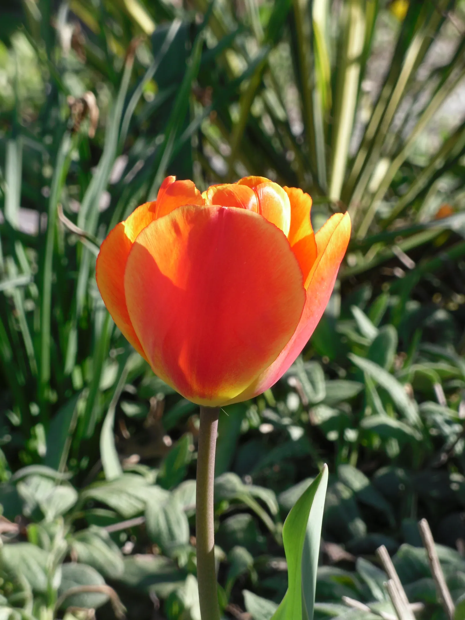 Sweet Orange (Citrus Sinensis) — commonly enjoyed for their sweet and tangy fruit; glossy leaves and the appealing contrast of their fragrant white, image 113